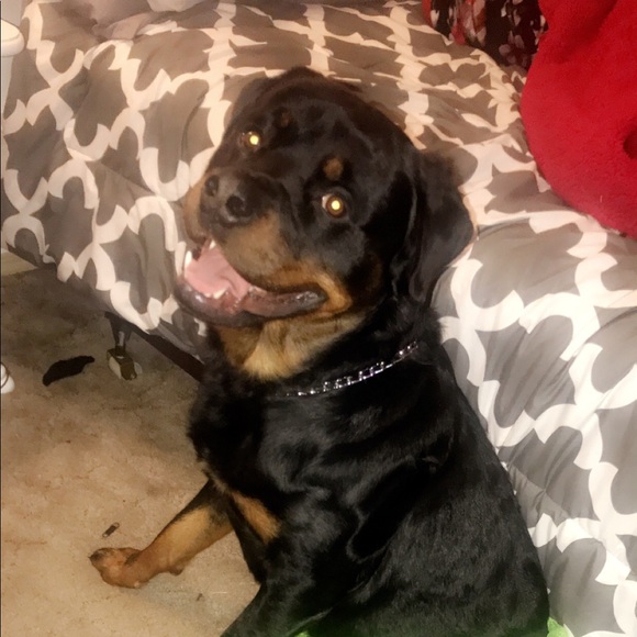 Meet your Posher, Naira - Picture 1 of 1